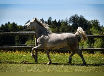 Caballo Leonharder, Yegua, 3 años, 151 cm, Tordo