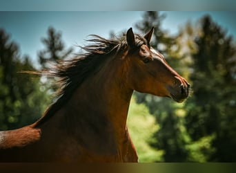 Caballo Leonharder, Yegua, 3 años, 153 cm, Castaño