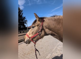 Caballo Leonharder, Yegua, 3 años, 155 cm, Bayo