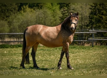 Caballo Leonharder, Yegua, 3 años, 155 cm, Bayo