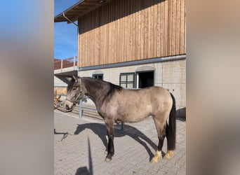 Caballo Leonharder, Yegua, 3 años, 156 cm, Buckskin/Bayo
