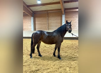 Caballo Leonharder, Yegua, 3 años, 156 cm, Castaño