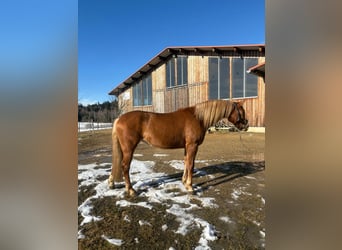 Caballo Leonharder, Yegua, 4 años, 151 cm, Alazán