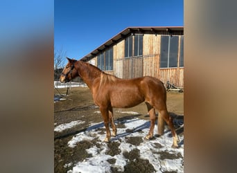 Caballo Leonharder, Yegua, 4 años, 151 cm, Alazán