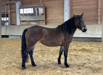 Caballo Leonharder, Yegua, 4 años, 156 cm, Castaño