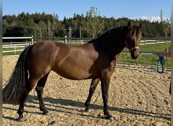 Caballo Leonharder, Yegua, 5 años, 147 cm, Castaño