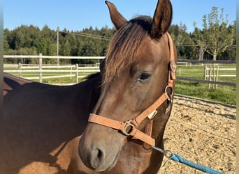 Caballo Leonharder, Yegua, 5 años, 147 cm, Castaño