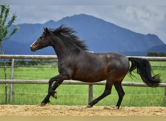 Caballo Leonharder, Yegua, 6 años, 165 cm, Castaño oscuro