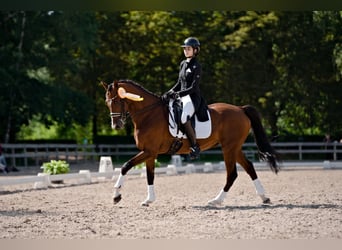 Caballo Letón, Caballo castrado, 10 años, 167 cm, Castaño rojizo