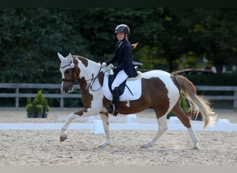 Caballo Letón, Caballo castrado, 11 años, 147 cm