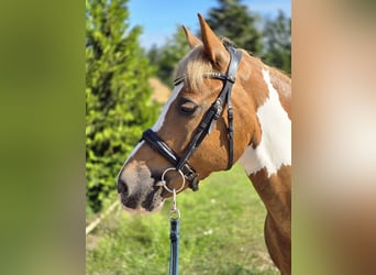 Caballo Letón, Caballo castrado, 11 años, 147 cm