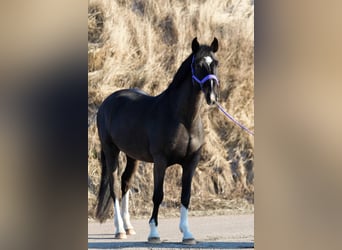 Caballo Letón, Caballo castrado, 12 años, 163 cm, Negro