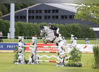 Caballo Letón, Caballo castrado, 13 años, 173 cm, Tordo picazo