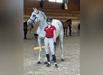 Caballo Letón, Caballo castrado, 13 años, 173 cm, Tordo picazo