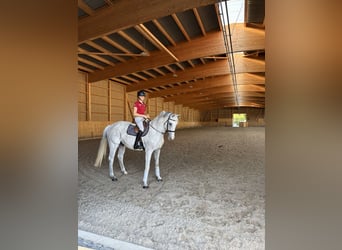 Caballo Letón, Caballo castrado, 13 años, 173 cm, Tordo picazo