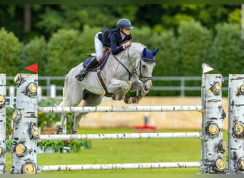 Caballo Letón, Caballo castrado, 13 años, 173 cm, Tordo picazo