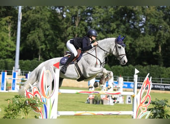 Caballo Letón, Caballo castrado, 13 años, 173 cm, Tordo picazo