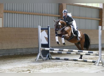 Caballo Letón, Caballo castrado, 14 años, 159 cm, Castaño