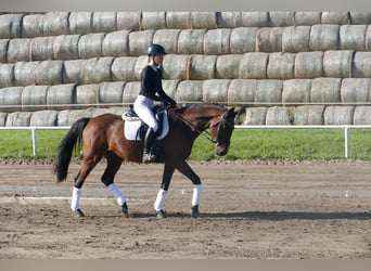 Caballo Letón, Caballo castrado, 14 años, 159 cm, Castaño
