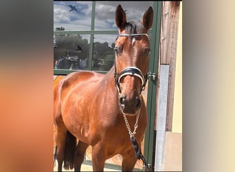 Caballo Letón, Caballo castrado, 14 años, 170 cm, Castaño