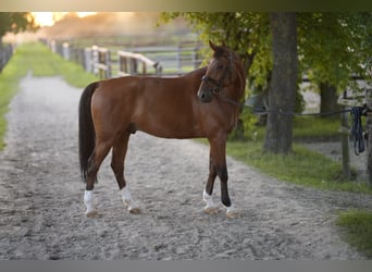 Caballo Letón, Caballo castrado, 14 años, 175 cm, Castaño claro