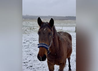 Caballo Letón Mestizo, Caballo castrado, 3 años, 155 cm