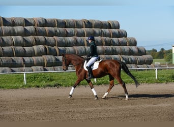 Caballo Letón, Caballo castrado, 4 años, 165 cm, Castaño