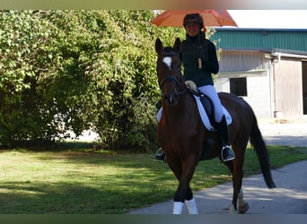 Caballo Letón, Caballo castrado, 4 años, 165 cm, Castaño
