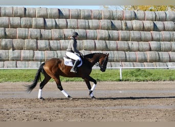 Caballo Letón, Caballo castrado, 4 años, 170 cm, Castaño