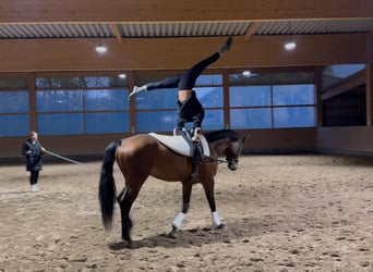 Caballo Letón, Caballo castrado, 4 años, 170 cm, Castaño