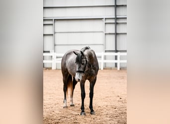 Caballo Letón, Caballo castrado, 5 años, 164 cm, Tordo