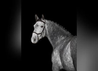 Caballo Letón Mestizo, Caballo castrado, 5 años, 168 cm, Tordo