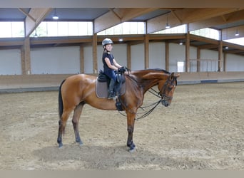 Caballo Letón, Caballo castrado, 5 años, 169 cm, Castaño