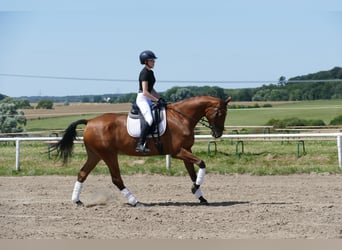 Caballo Letón, Caballo castrado, 5 años, 169 cm, Castaño