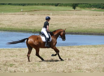 Caballo Letón, Caballo castrado, 5 años, 169 cm, Castaño