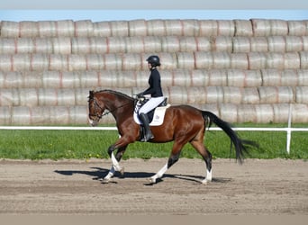 Caballo Letón, Caballo castrado, 5 años, 170 cm, Castaño