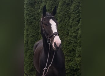 Caballo Letón, Caballo castrado, 5 años, 170 cm, Castaño oscuro