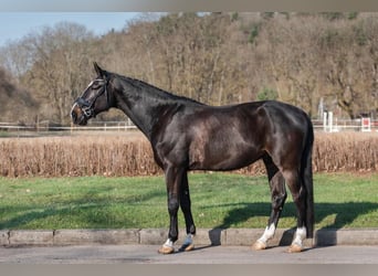 Caballo Letón, Caballo castrado, 5 años, 171 cm, Negro