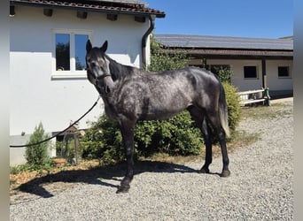 Caballo Letón, Caballo castrado, 5 años, 174 cm, Tordo