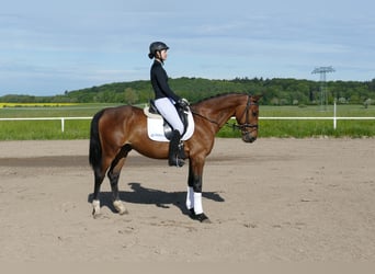 Caballo Letón, Caballo castrado, 6 años, 160 cm, Castaño