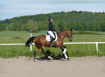 Caballo Letón, Caballo castrado, 6 años, 160 cm, Castaño