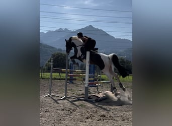 Caballo Letón, Caballo castrado, 6 años, 167 cm, Pío