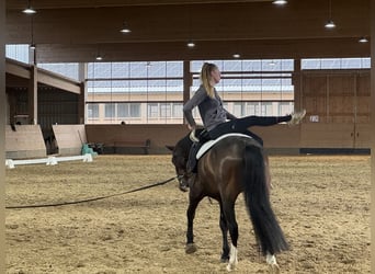 Caballo Letón, Caballo castrado, 8 años, 160 cm, Castaño oscuro