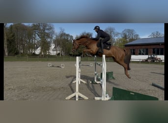 Caballo Letón, Caballo castrado, 8 años, 165 cm