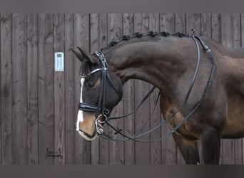 Caballo Letón, Caballo castrado, 8 años, 165 cm, Castaño