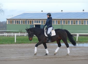 Caballo Letón, Caballo castrado, 9 años, 166 cm, Castaño oscuro