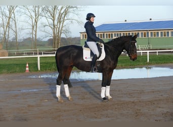 Caballo Letón, Caballo castrado, 9 años, 166 cm, Castaño oscuro