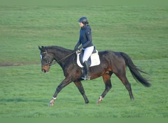 Caballo Letón, Caballo castrado, 9 años, 166 cm, Castaño oscuro