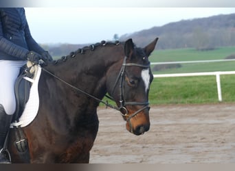 Caballo Letón, Caballo castrado, 9 años, 166 cm, Castaño oscuro