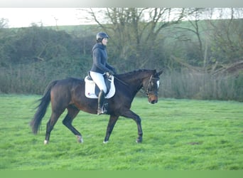 Caballo Letón, Caballo castrado, 9 años, 166 cm, Castaño oscuro